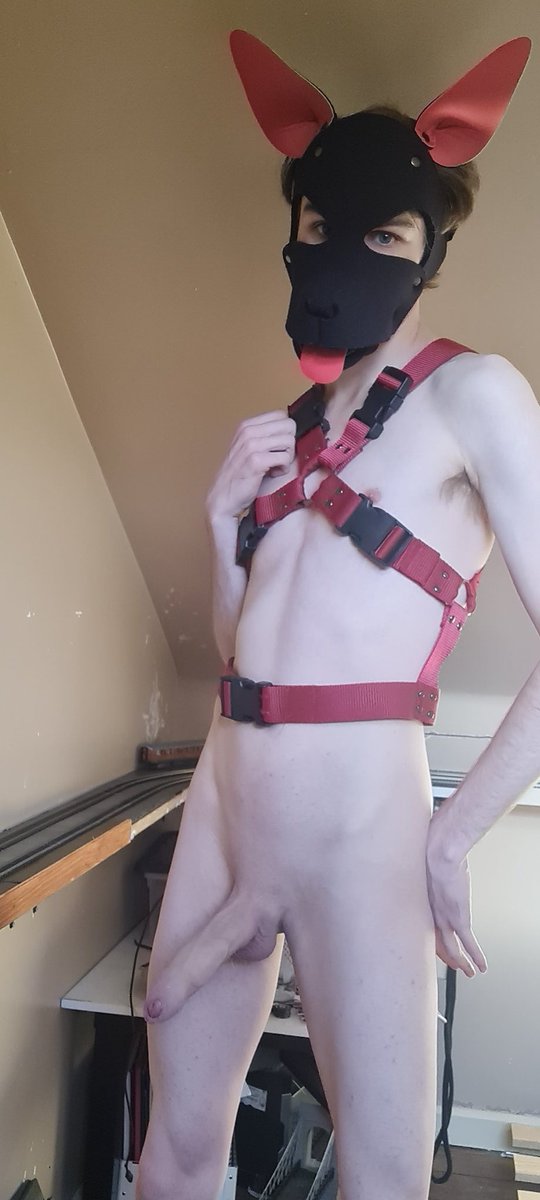 Jamcke_Pup's tweet photo. Yes I like showing off could you tell:p https://t.co/uHSt8IrRjo