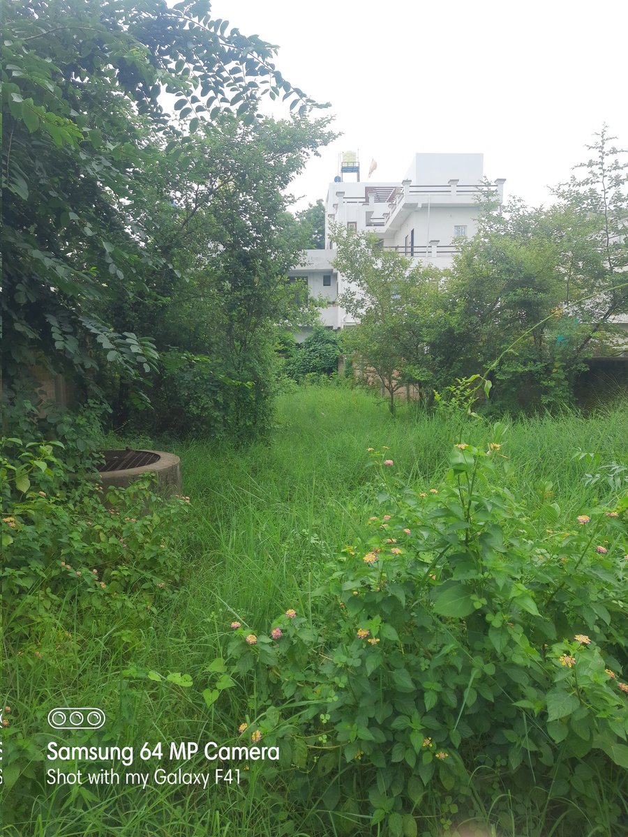 SharadC_Sharma's tweet photo. Resp. Authorities,
Kindly, take a note that Chikungunya symtomatic patients are on rise in Dhangawali Nagar, Ngp-34. Also, notices be sent to plot owners for not following cleanliness norms and putting lives of neighboring citizens at risk. @nmccommissioner
@ngpnmc @Dev_Fadnavis https://t.co/mORhRaOBk9