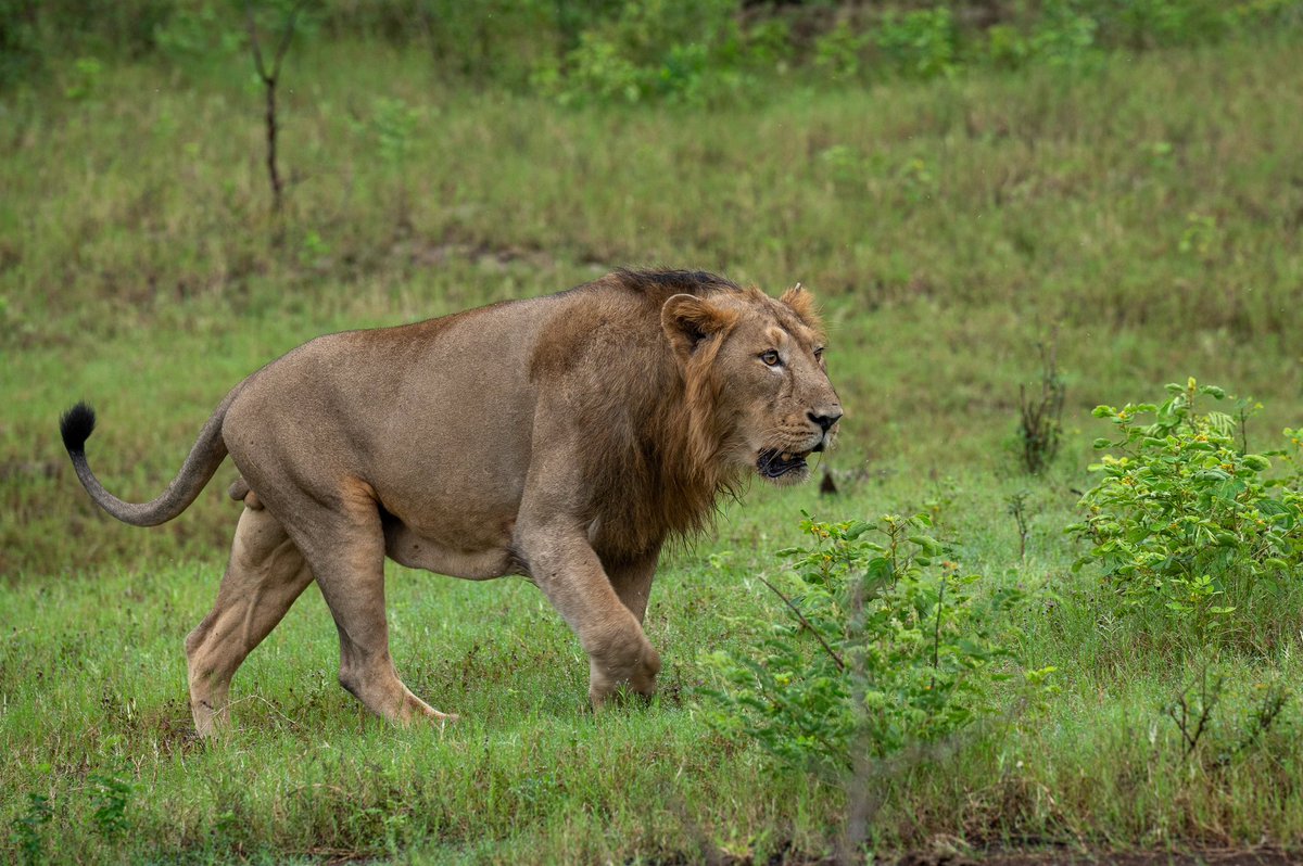 DCFSasan-Gir (@dcfsasangir) on Twitter photo #Gir, home to #AsiaticLions, is an important ecosystem offering invaluable services. From preserving #biodiversity to regulating climate & supporting local communities, it stand as a testament to balance between nature & human well-being. Let's protect it. <a href="/CCF_Wildlife/">CCF Wildlife Junagadh</a> <a href="/CMOGuj/">CMO Gujarat</a> #Gir, home to #AsiaticLions, is an important ecosystem offering invaluable services. From preserving #biodiversity to regulating climate & supporting local communities, it stand as a testament to balance between nature & human well-being. Let's protect it. <a href="/CCF_Wildlife/">CCF Wildlife Junagadh</a> <a href="/CMOGuj/">CMO Gujarat</a>