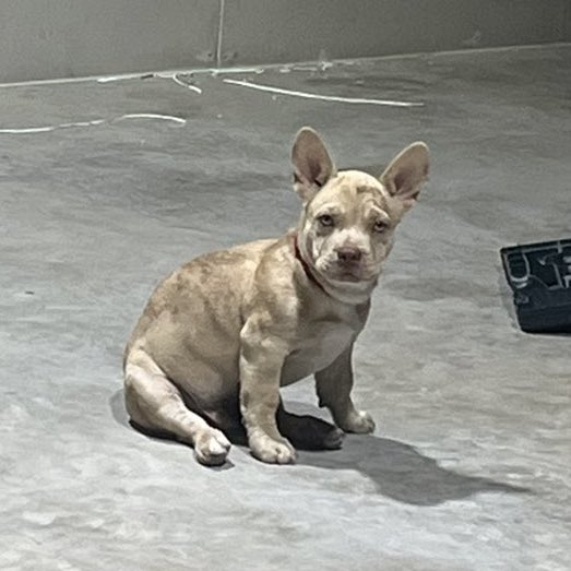 さっちゃん 🩵🪽 tweet media