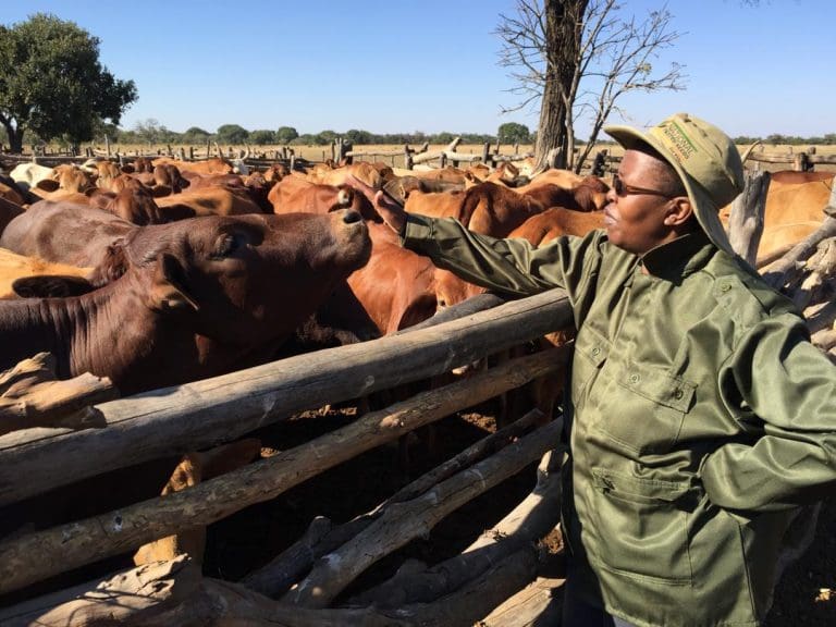 Lindiwe Majele Sibanda tweet media