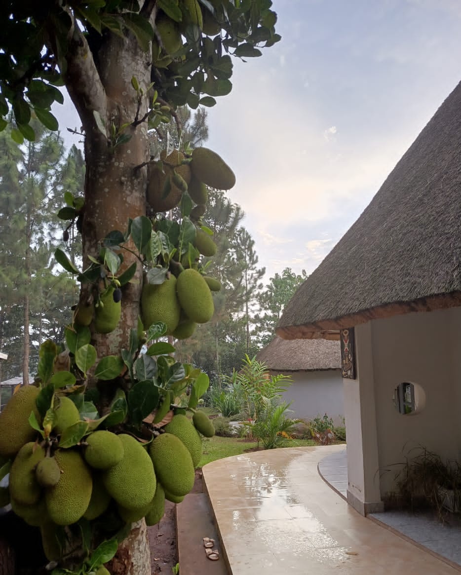 BN PRIVATE BEACH &RESORT-JINJA tweet media