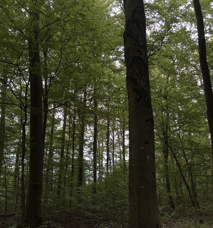 ᅠ ᅠ (@greendreaams) on Twitter photo 