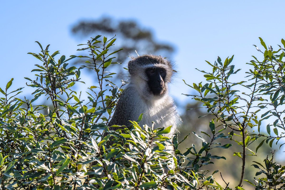 lecalabash's tweet photo. Embark on an extraordinary journey through Africa in 2025 ☀️

For more details about this awesome trip visit our new website here - https://t.co/QKmaI4Mv3z

Contact us here for bookings and inquiries: 
✉️bonds@lecalabash.co.za 📲+33 (0)6.87.88.70.28 
📞 +33 (0)2.47.94.34.31 https://t.co/9yyNU1AMDc