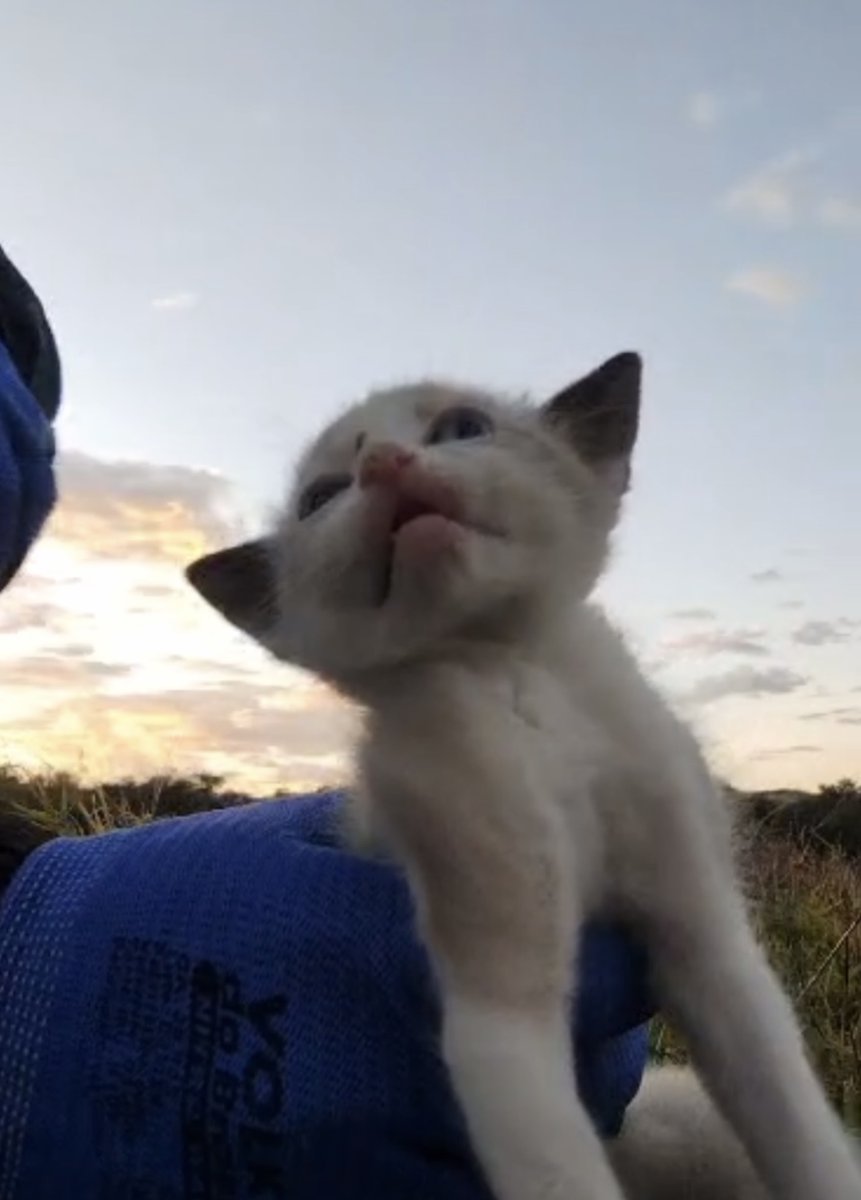 misoyanguroko's tweet photo. 8月23日（金）12時〜
名古屋中国領事館前にて
中国犬猫問題の抗議活動致します。
LIVE配信
@kintyumu79

@fordearanimals

貴方はこの子達に背を向ける事が出来ますか？中国なら仕方ないと感じますか？

名古屋メンバー　怒り一丸となり
訴えます

戦慄！中国猫の拷問ビジネス
#中国猫のsos
#動物愛護に国境はない
#stopchinacattorture