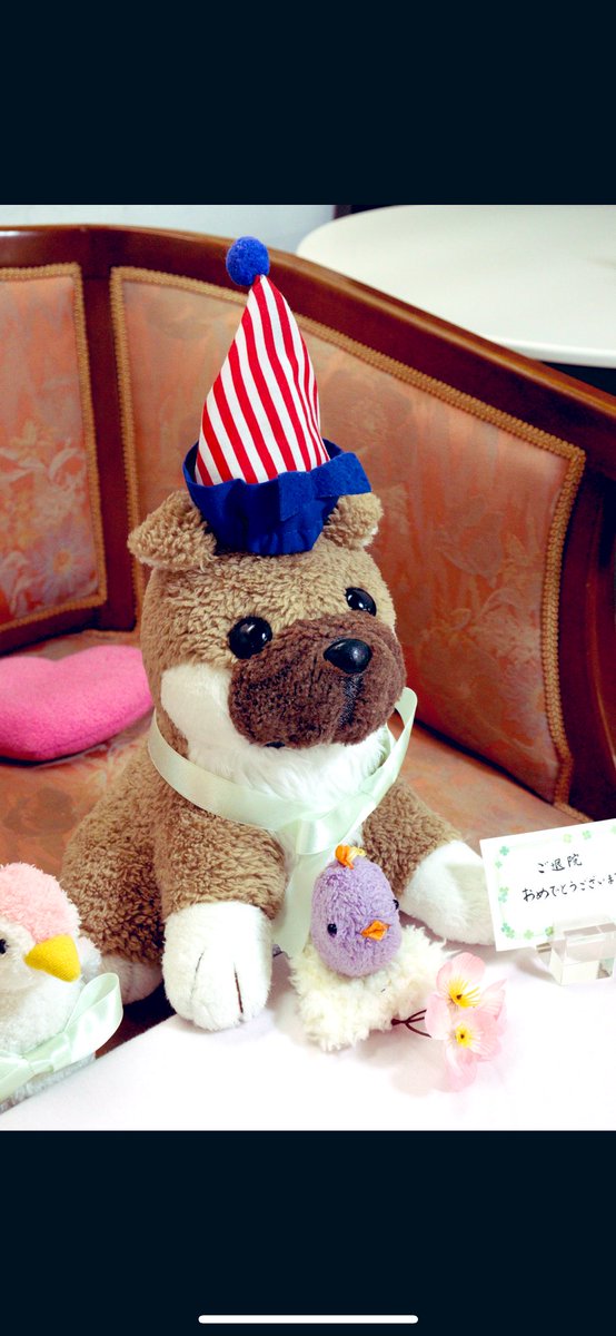 kapikapi1224's tweet photo. しばらく過去写真になりそうだからカピの紹介でもするか…。

カピ　男の子🐶
飼い主が3歳のときに出会ったぬいぐるみ。
一時ボロボロすぎてぬいぐるみ病院さんに入院歴あり。
ふわふわボディで第二のぬい生エンジョイ中！！

@cocoro_bz 様 https://t.co/QgTzhCMRY1