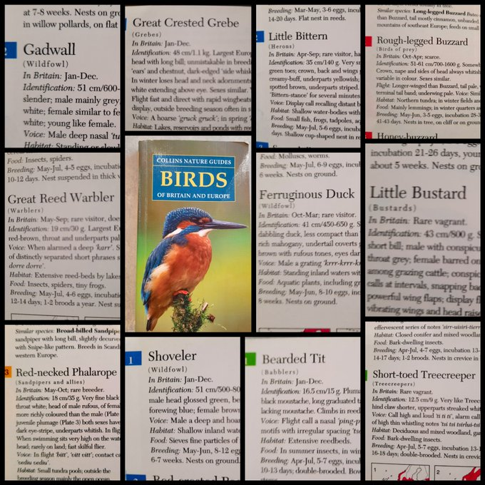 Remembering that time we catalogued a book about birds and found all the new insults we could ever need.