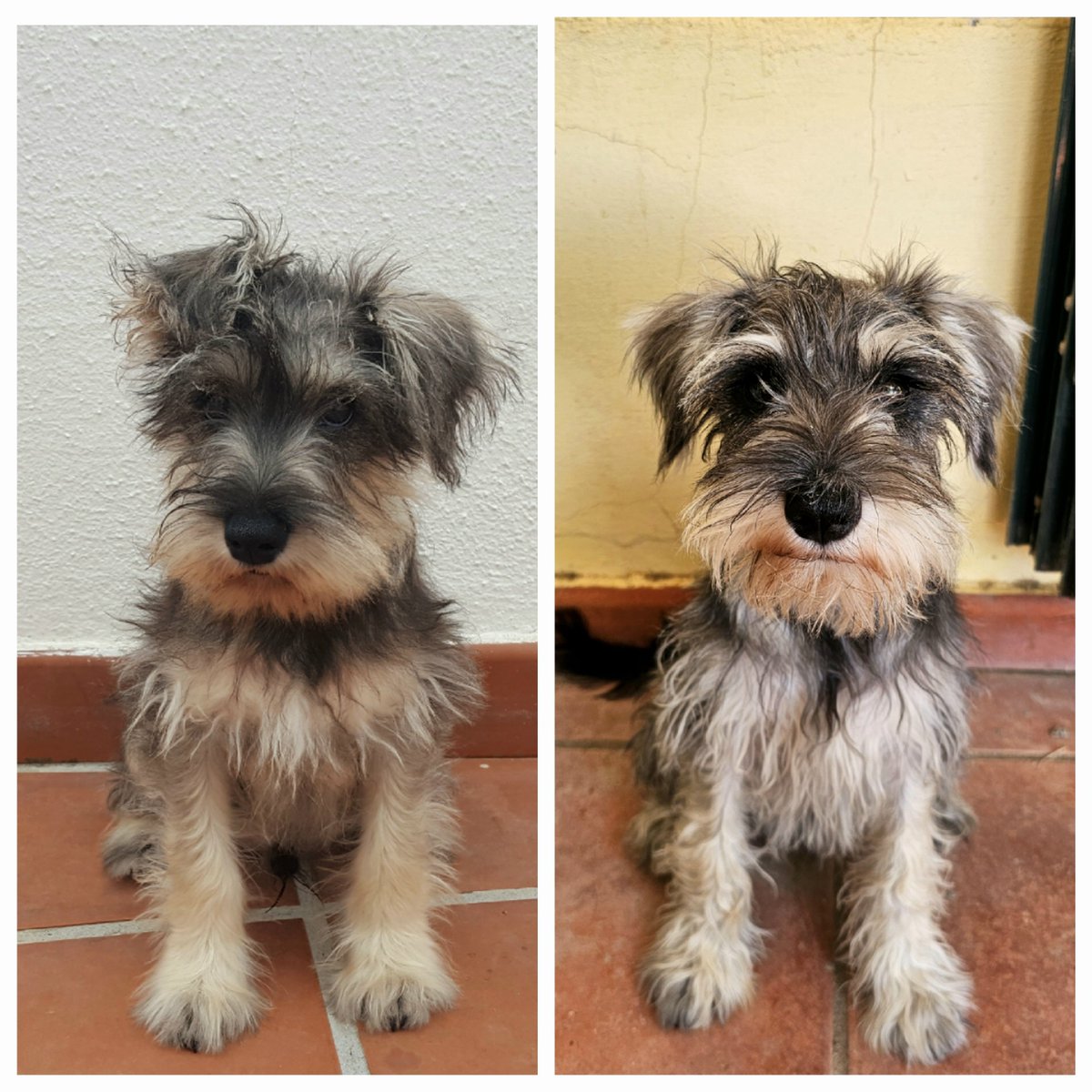 Eddie_barbas's tweet photo. #ThrowbackThursday ! Both puppies at 16 weeks old 😍 

#SchnauzerGang #puppy #cute #Tbt #TBThursday https://t.co/hDJw3g4608