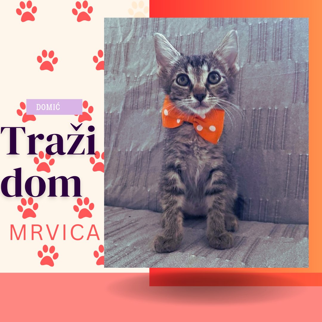 danielacer181's tweet photo. 📢📢📢 Ova mala lepota traži neke dobre ljude da joj pruže dom 🏠🙏🐈 da ne bi završila na ulicama Novog Sada
Molim RT 🙏❤️ https://t.co/oc5wi4rRTB
