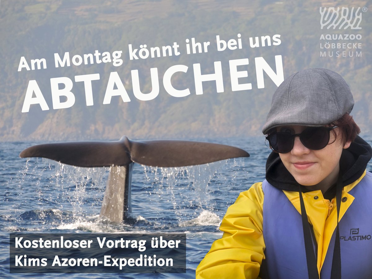Vom Keller auf die Azoren 

Kim Zettl vom Aquazoo-Youtube-Format "Kim im Keller" berichtet am Montag, 26. August 2024, 18.30 Uhr, im Aquazoo Löbbecke Museum über ihre erste Expedition auf die Azoren.
duesseldorf.de/aquazoo/aktuel…