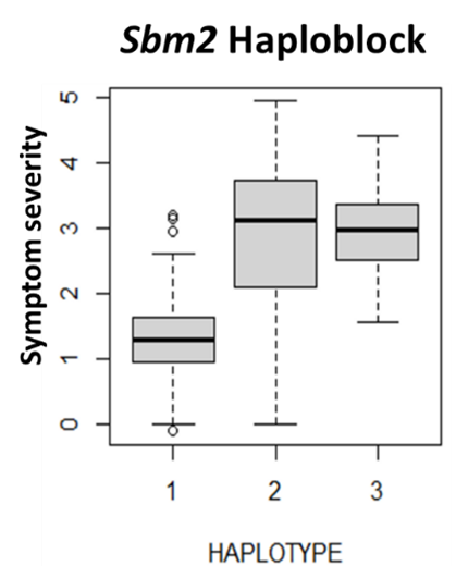 Innovar_EU's tweet photo. Soil-Borne-Cereal-Mosaic-Virus (SBCMV) resistance in InnoVar durum wheat panel was characterized by @UNIBO. KASP® markers tagging informative haplotypes were designed, representing a source for VCU variety evaluation to test for resistant/susceptibility of varieties to SBCMV https://t.co/G4u6uKRnKJ