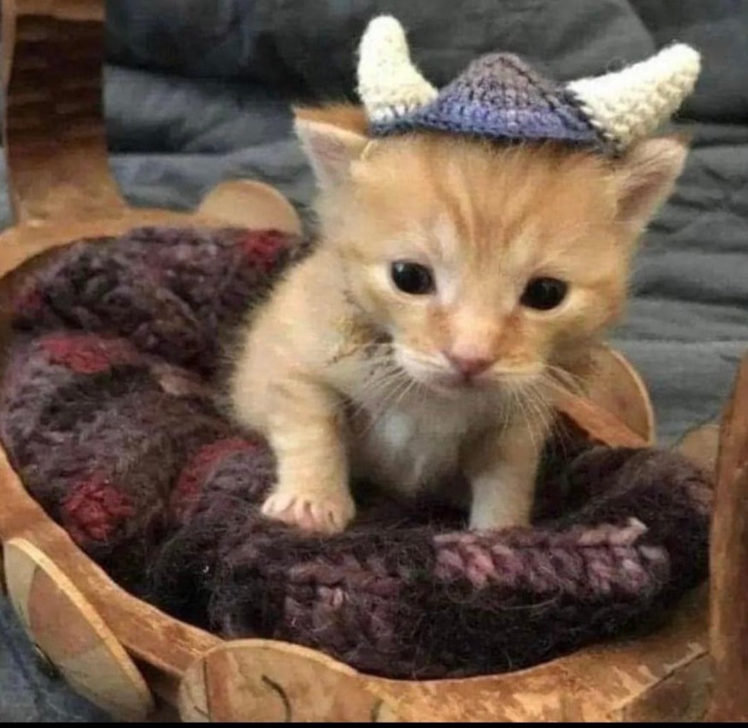 Catsillyness's tweet photo. Viking https://t.co/hUtigOfwoX