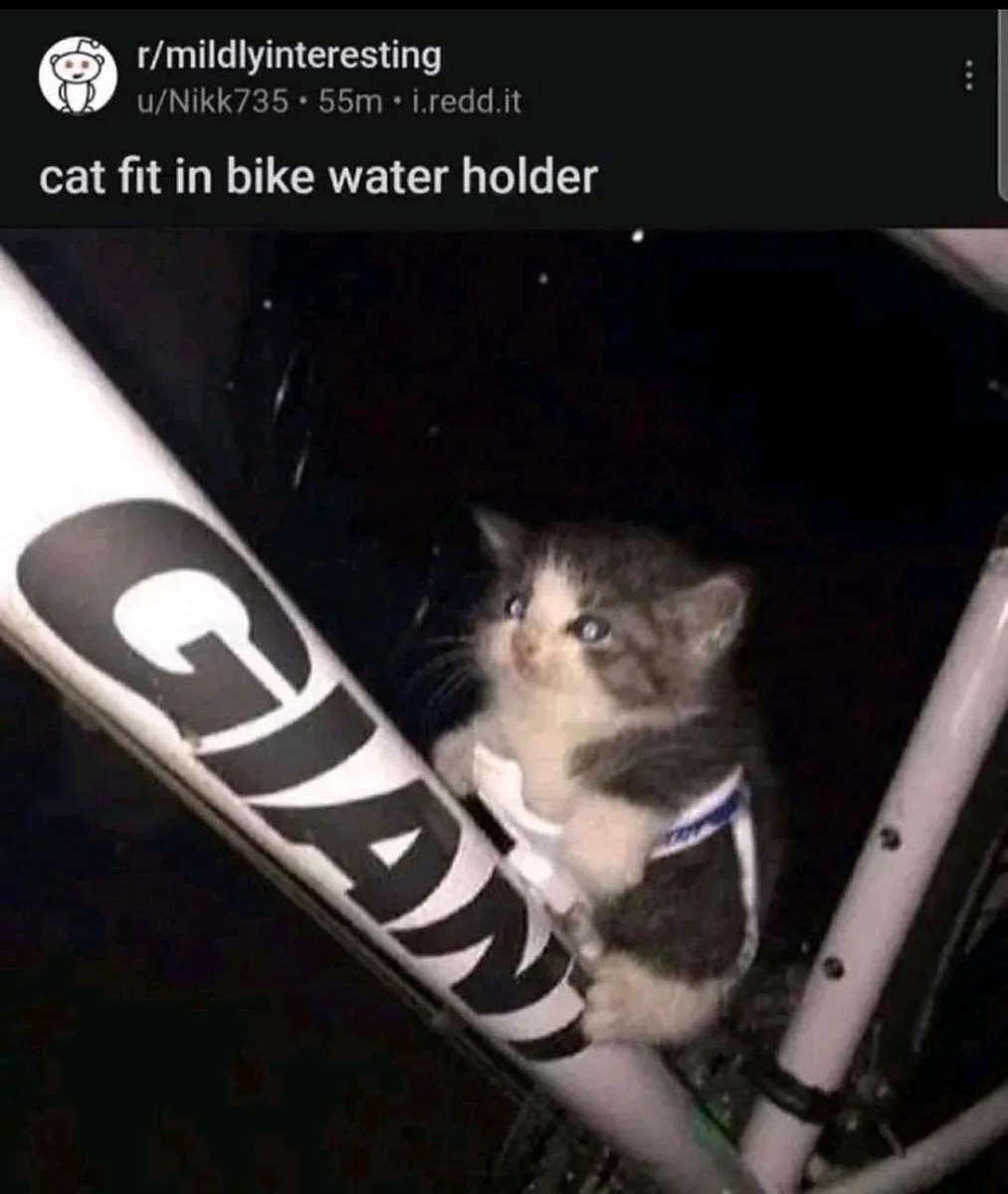 Punch Cat (@punchingcat) on Twitter photo 