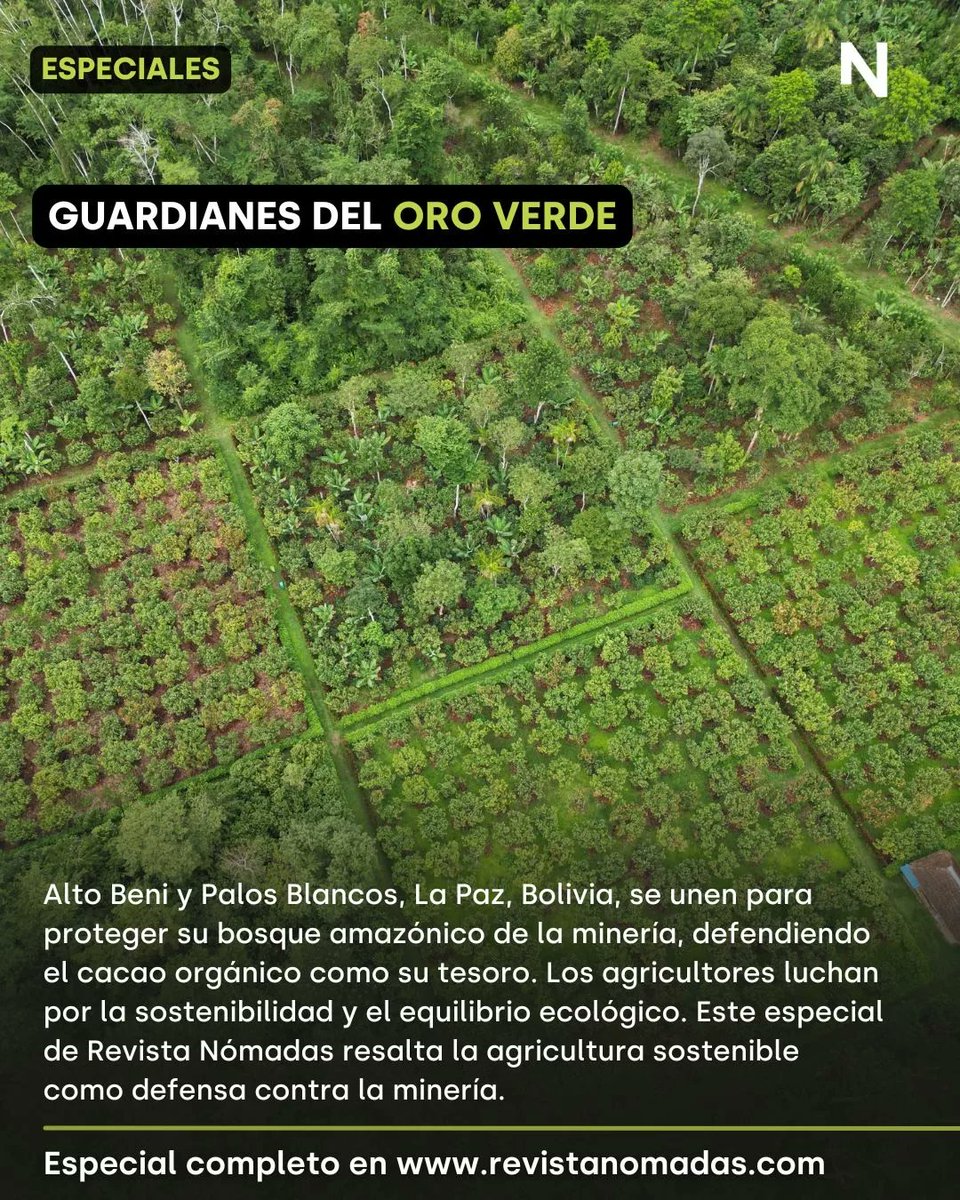 revista_nomadas's tweet photo. #Especial
En Alto Beni y Palos Blancos, Bolivia, defienden con leyes municipales su territorio de la minería y promueven la agricultura orgánica y sostenible. 🌳🌴
📌Click al link para leer el especial completo👉🏽 https://t.co/XGdtSQEj1p
#CacaoOrgánicoBolivia
#DefensaDelBosque https://t.co/dda0ORjU2e