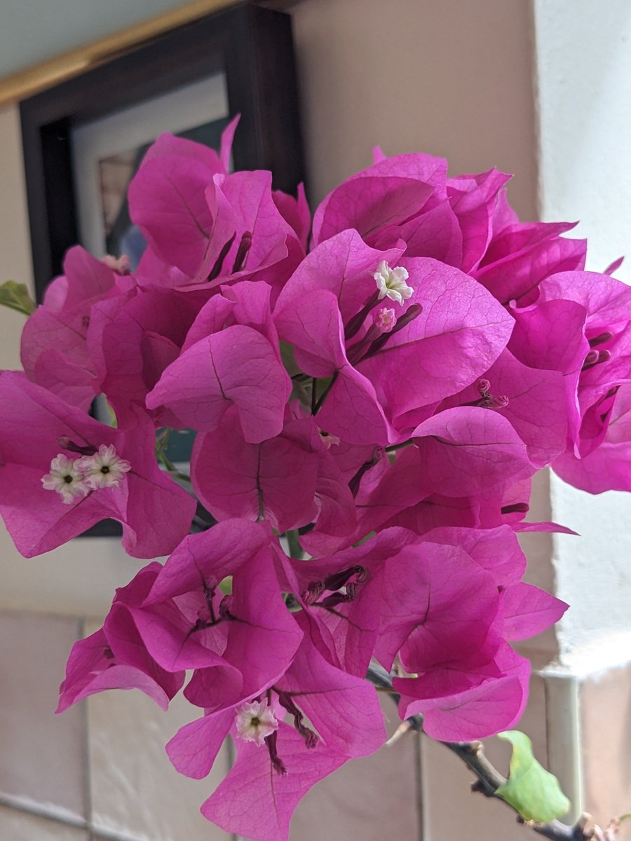 GabrielBacquier's tweet photo. @DMiller52325459 A bargain at my local store. Never thought I could grow a bougainvillea on my kitchen window sill!  😍 https://t.co/Y9dFC9Hlz1