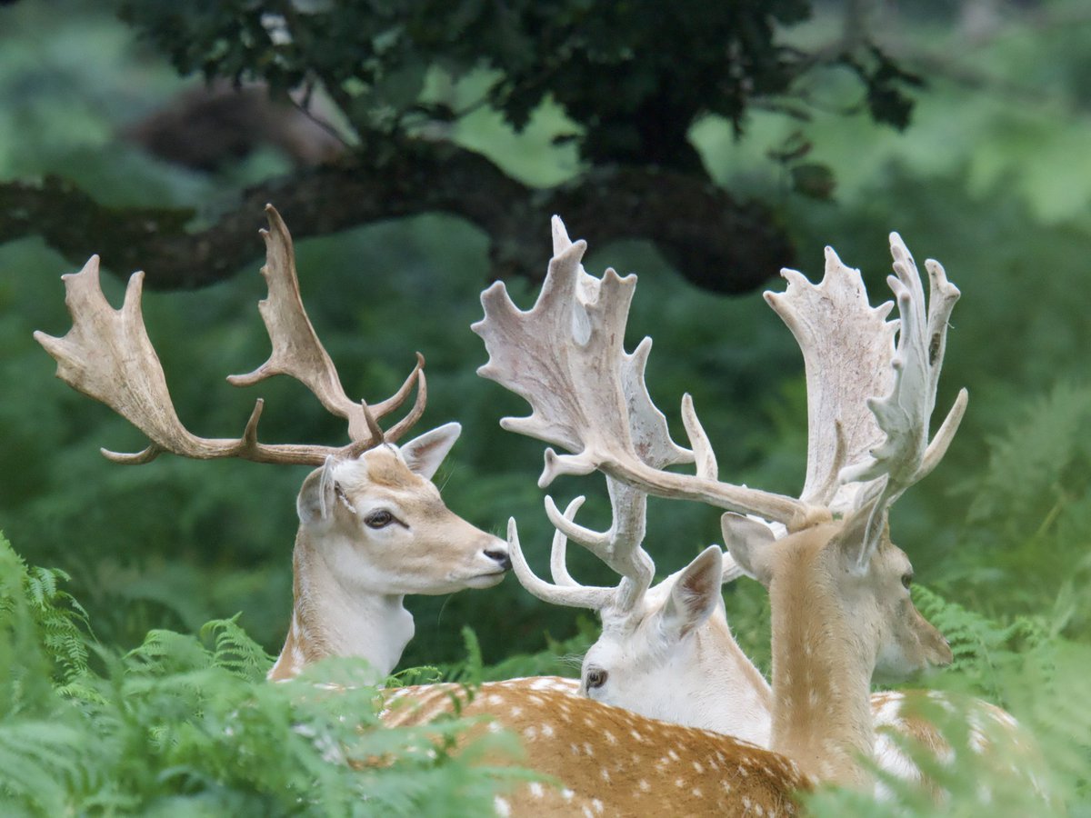 TimTim292's tweet photo. The stag Fallow Deer at Powderham starting to congregate with lots of bellowing coming from the grounds to. Some removing the velvet from their antlers. @Exeter_Hour @Nature @powderhamcastle #fallowdeer #powderham #exeter #devon #rutt https://t.co/x5NPKaZFWY