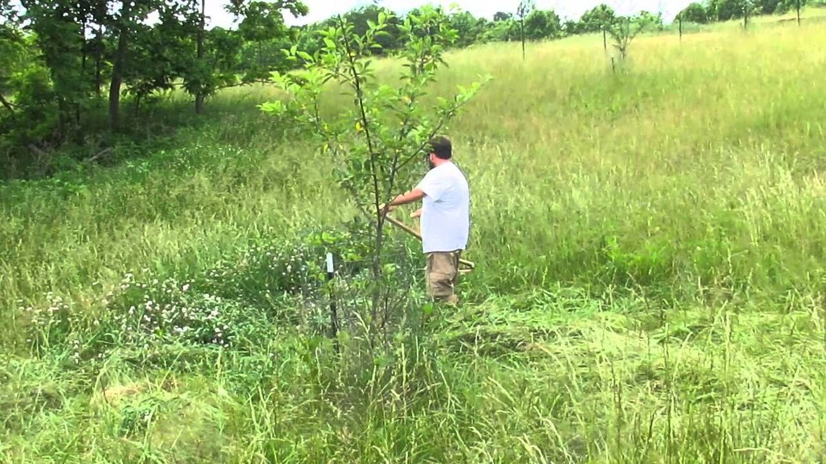 ProsperityHmstd's tweet photo. How things have changed. From cover crop to chop-n-drop mulch around apple trees, https://t.co/mTa8zsFidE #FruitOrchard #HomesteadingSkills https://t.co/kaDfrVatqx
