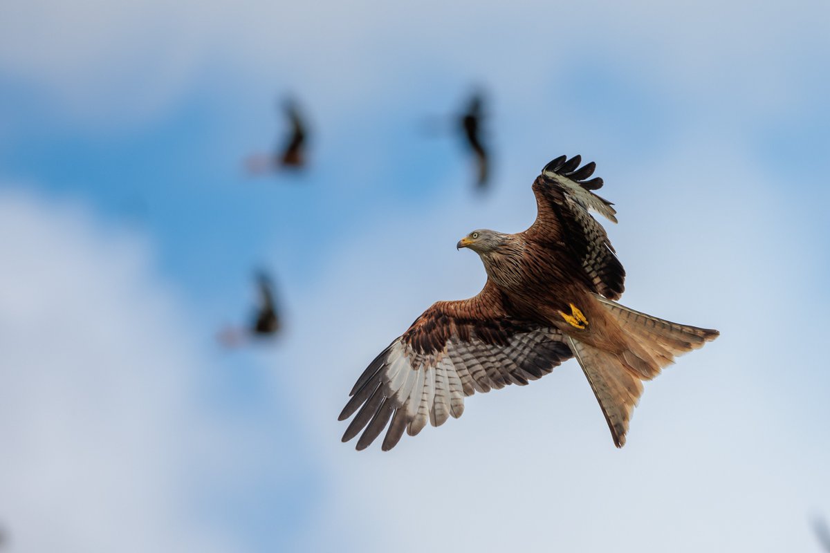 Canon UK and Ireland tweet media