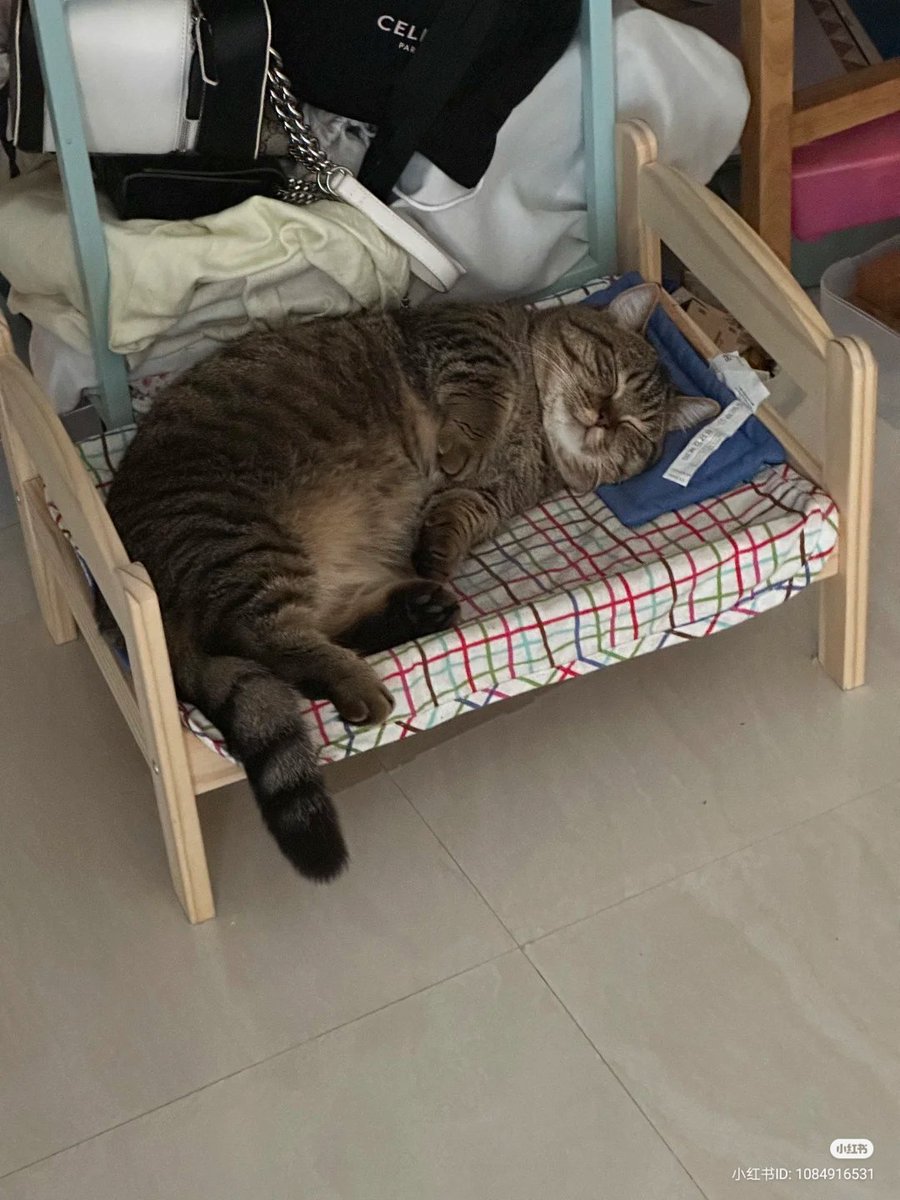 nocontextscats's tweet photo. Mood https://t.co/WoHdfwMVtt