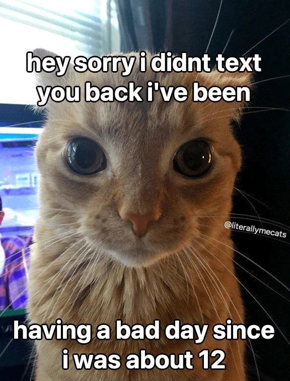 WholesomeMeme's tweet photo. https://t.co/sH85ZGdxGt