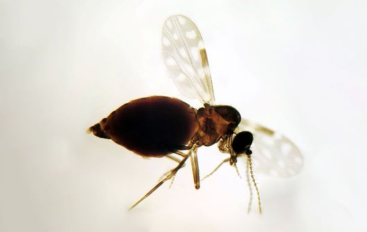 Saense1's tweet photo. Especialistas detalham características do 'Culicoides paraensis', o mosquito-pólvora
https://t.co/nylUTMWlGc https://t.co/72RUB1Op1M