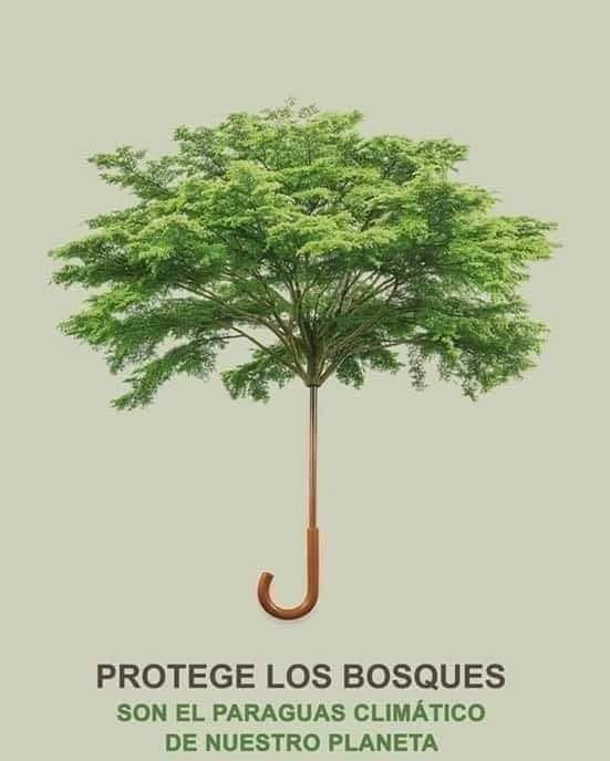 🌳 Proteger los bosques no es solo salvar árboles, es cuidar el paraguas climático de nuestro planeta. Cada árbol cuenta en la lucha contra el cambio climático. Seamos la generación que marque la diferencia. #ProtegeLosBosques