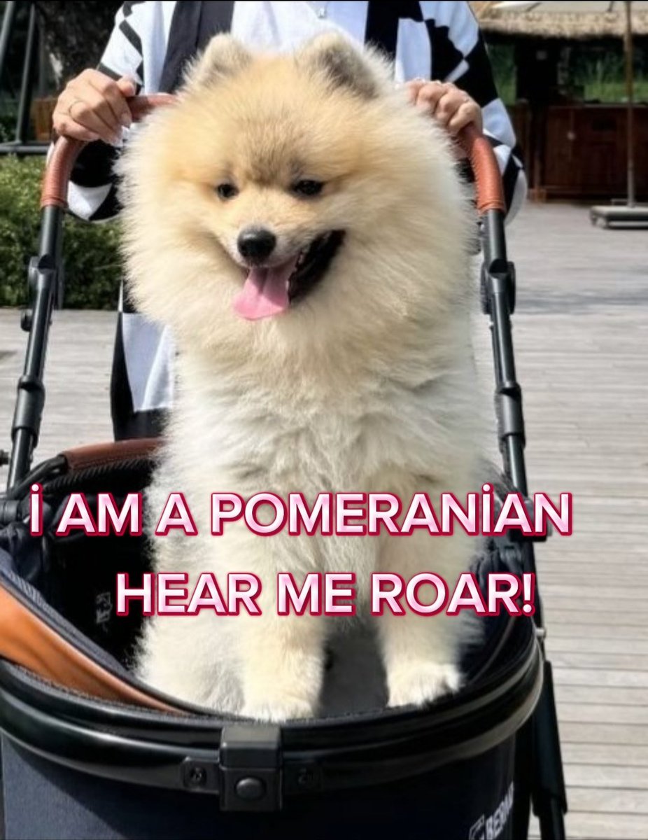 Fayes_sunflower's tweet photo. @malisorn00 🤫🐶 https://t.co/XwZN1M7R2J