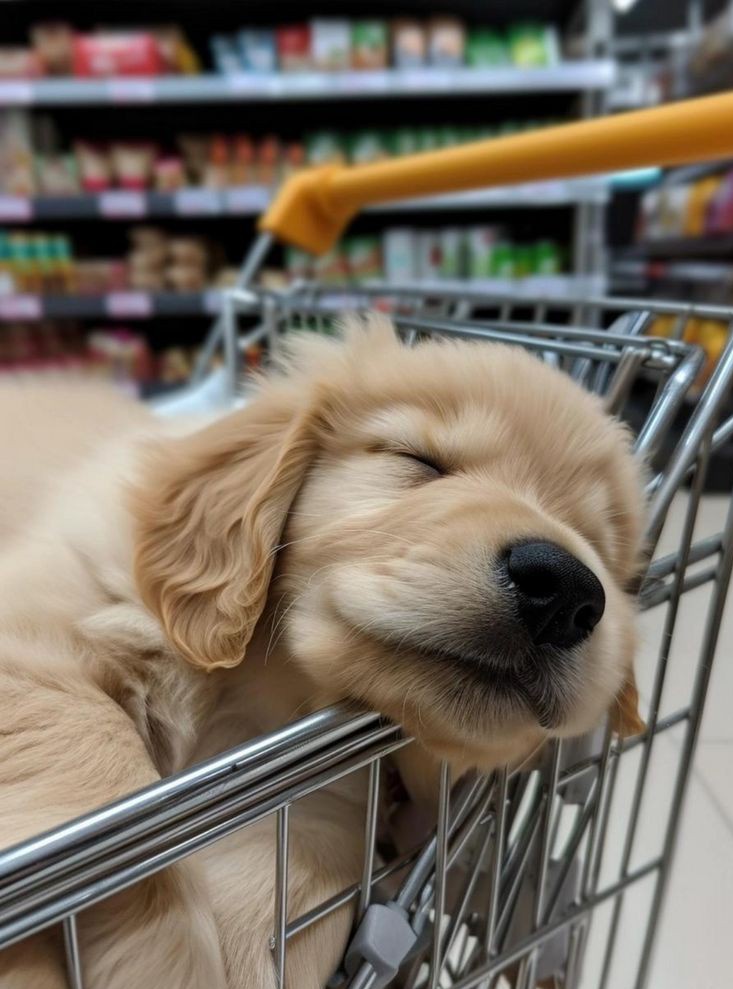 Animal Lover (@animal_fanlover) on Twitter photo 