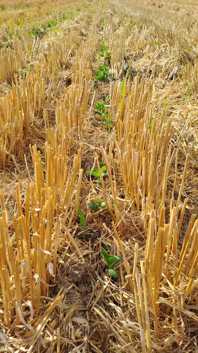 Soja en siembra directa.