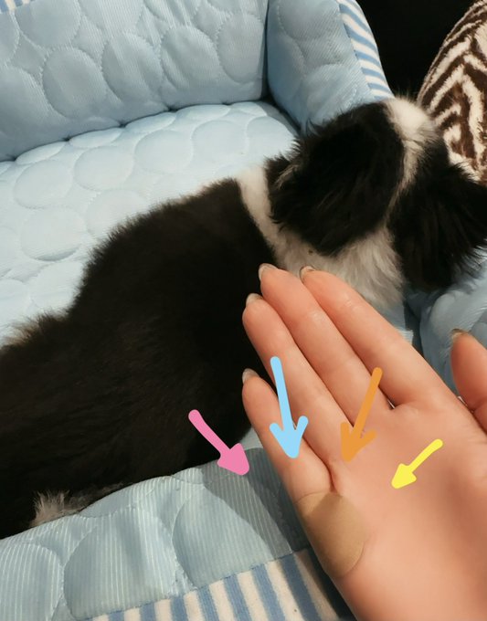 右手の小指の付け根が痛い 何でだろう?? とりあえずロイヒつぼ膏貼ってるけど  色々握りづらい&hellip; お箸持てなくなったら困る😰  病院行きます https://t.co/4abOKeXSc7