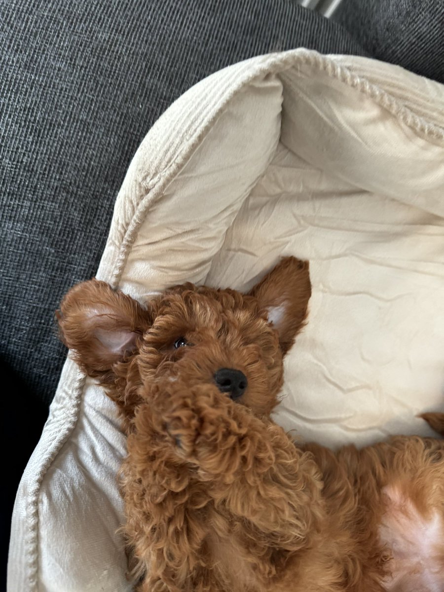 Whoisshen_'s tweet photo. Hii, my name is Peanut🐻✨ https://t.co/zqRce1LzNe