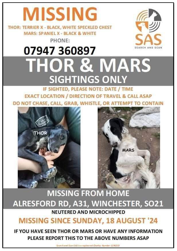 MissingPetsGB's tweet photo. ππ THOR & MARS went #missing from home 2pm Sunday 18 August 2024 in Alresford Road A31 #Winchester #SO21
MARS was wearing a red collar. He is 6 months old.
THOR is adult, black with white speckled chest
Both MICROCHIPPED & NEUTERED https://t.co/A4uUtZzmwH