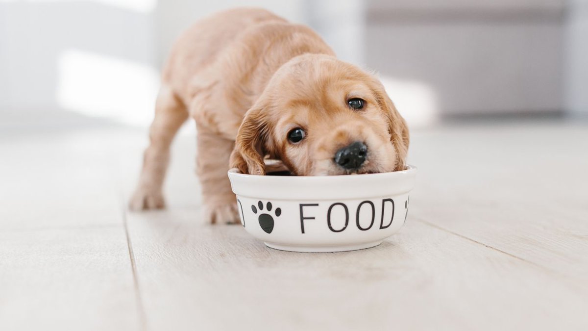 dogloversNews's tweet image. 🐶Is your pups sensitive stomach making mealtime tough? Find out Best Dog Food for Sensitive Stomach &amp;amp; watch your furry friend thrive!🐕Learn more now! #DogFood #DogHealth #PetCarehttps://poochwell.dog/blog/homemade-dog-food/best%20dog%20food%20sensitive%20stomach