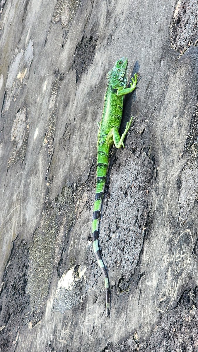 Greg Wise tweet media