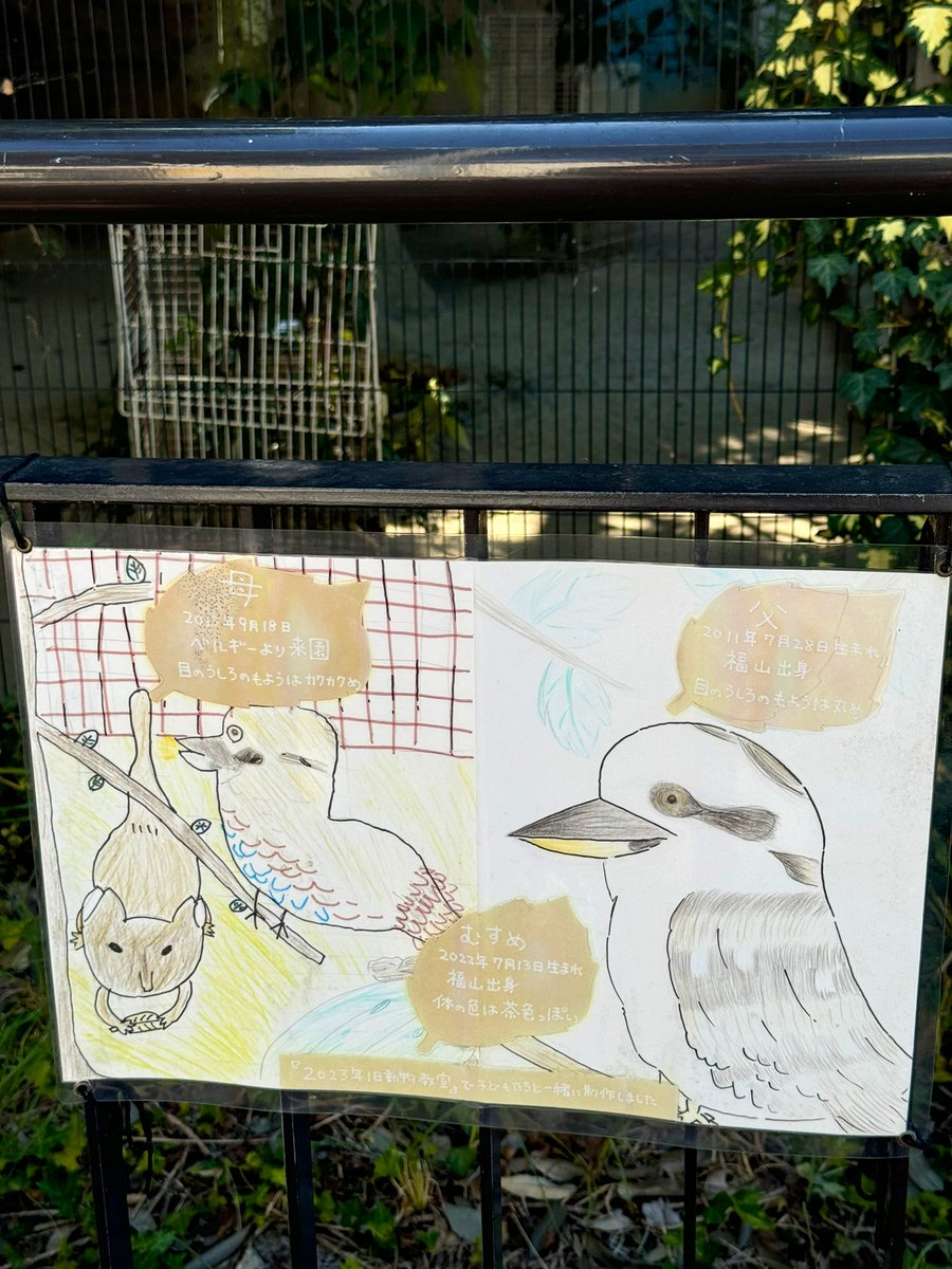 4Vjzc7's tweet image. モフモフがたまらなく可愛い
福山のワライカワセミファミリー🍀
パルマワラビーのみんなと同居しています☺️

#福山市立動物園
#ワライカワセミ