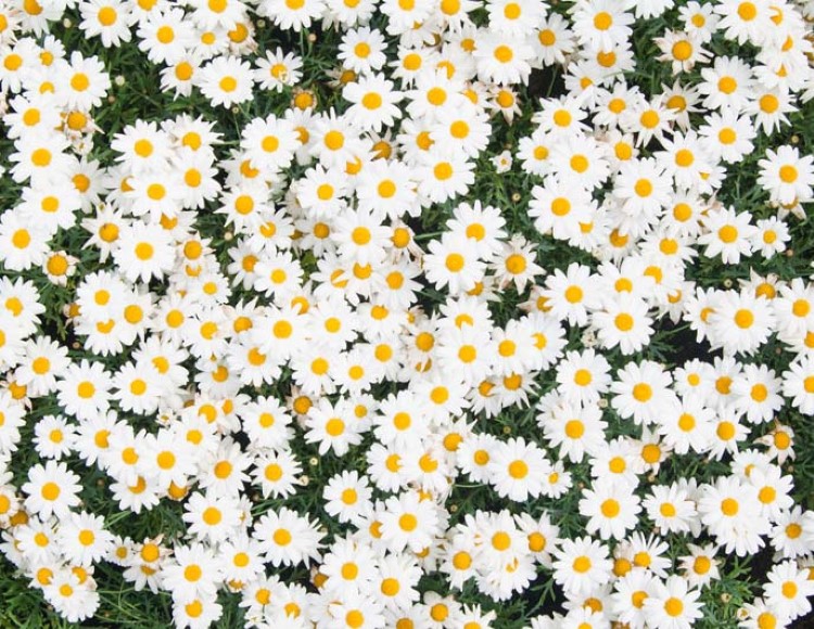 Hayat yolculuğumuz sırasında kıymet bilen ve halden anlayan insanlarla karşılaşmak ne güzel talihtir.

İbrahim Tenekeci