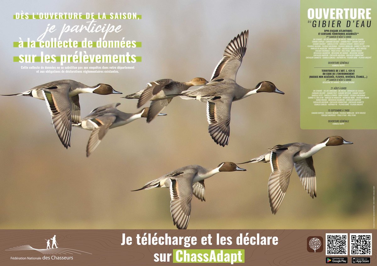 Conformément à l’arrêté ministériel, la #chasse de certaines #espèces de #gibier d’eau sera ouverte sous certaines conditions à compter du 21 août.
Dès l'ouverture, participez à la collecte de données des prélèvements sur #chassadapt indépendamment des obligations réglementaires.