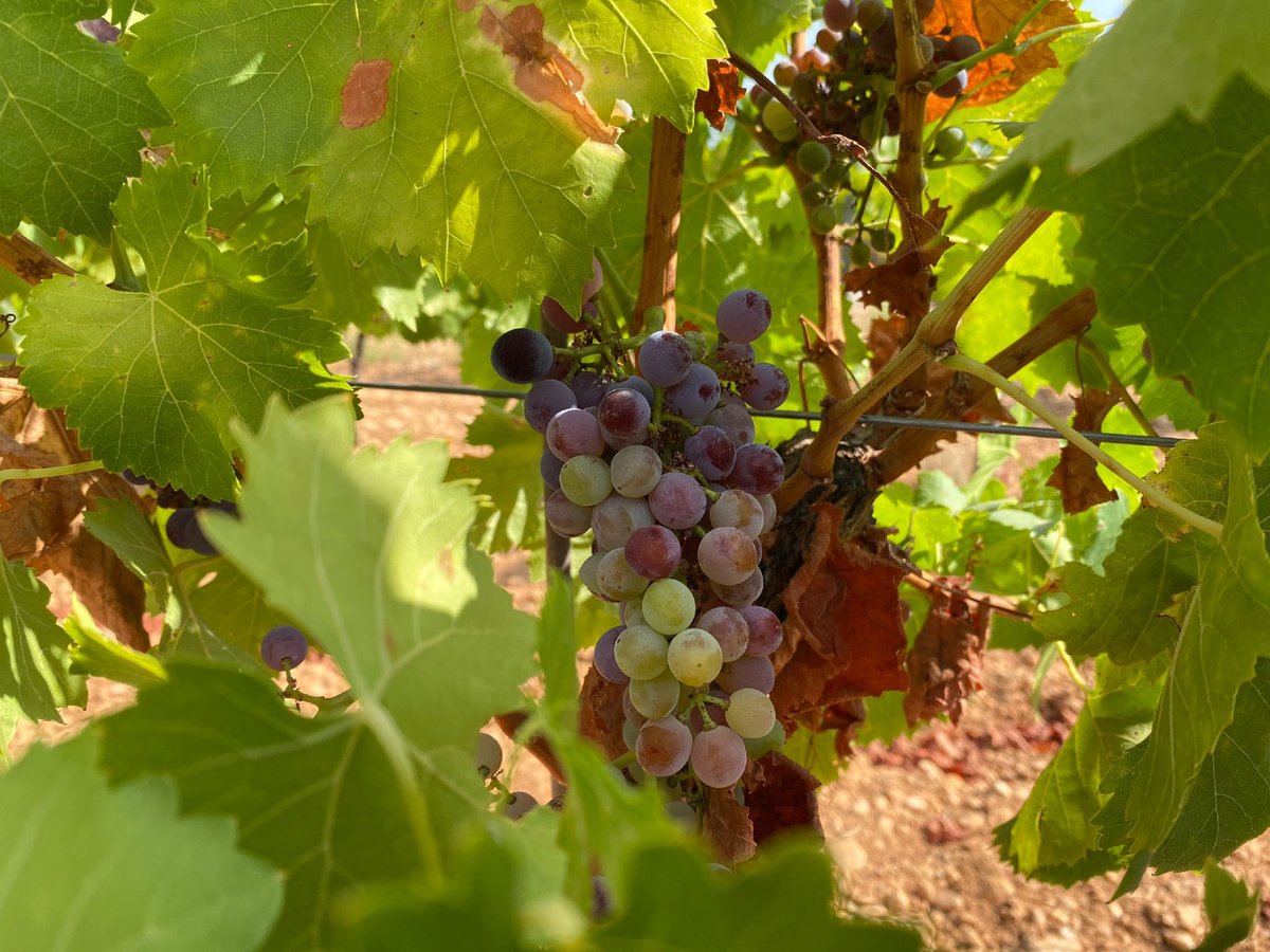 Bodegas Thesaurus (@bodegathesaurus) on Twitter photo 