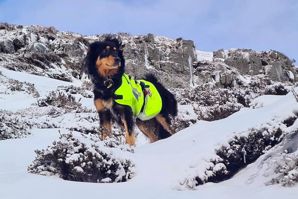 Mountain rescuers mourn death of liefesaving search dog Bramble grough.co.uk/magazine/2024/…
