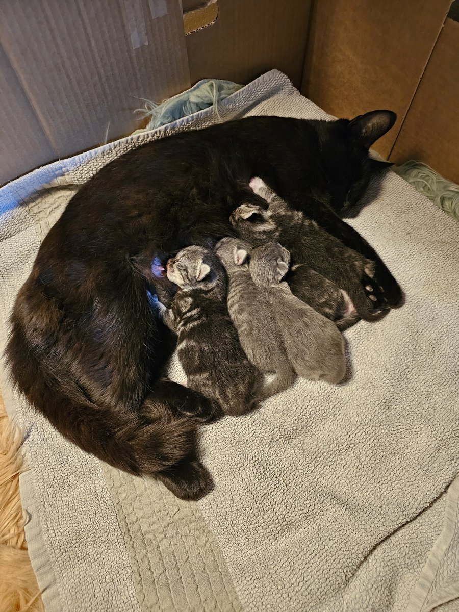 Estas cositas cumplen una semanita de vida , que rápido crecen 😊🖤🩶