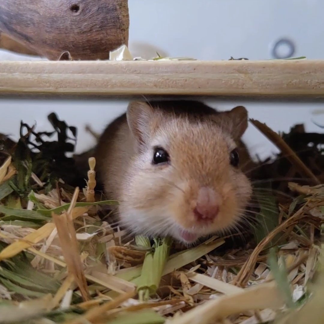 "Seeds!?"
- Chi Maus