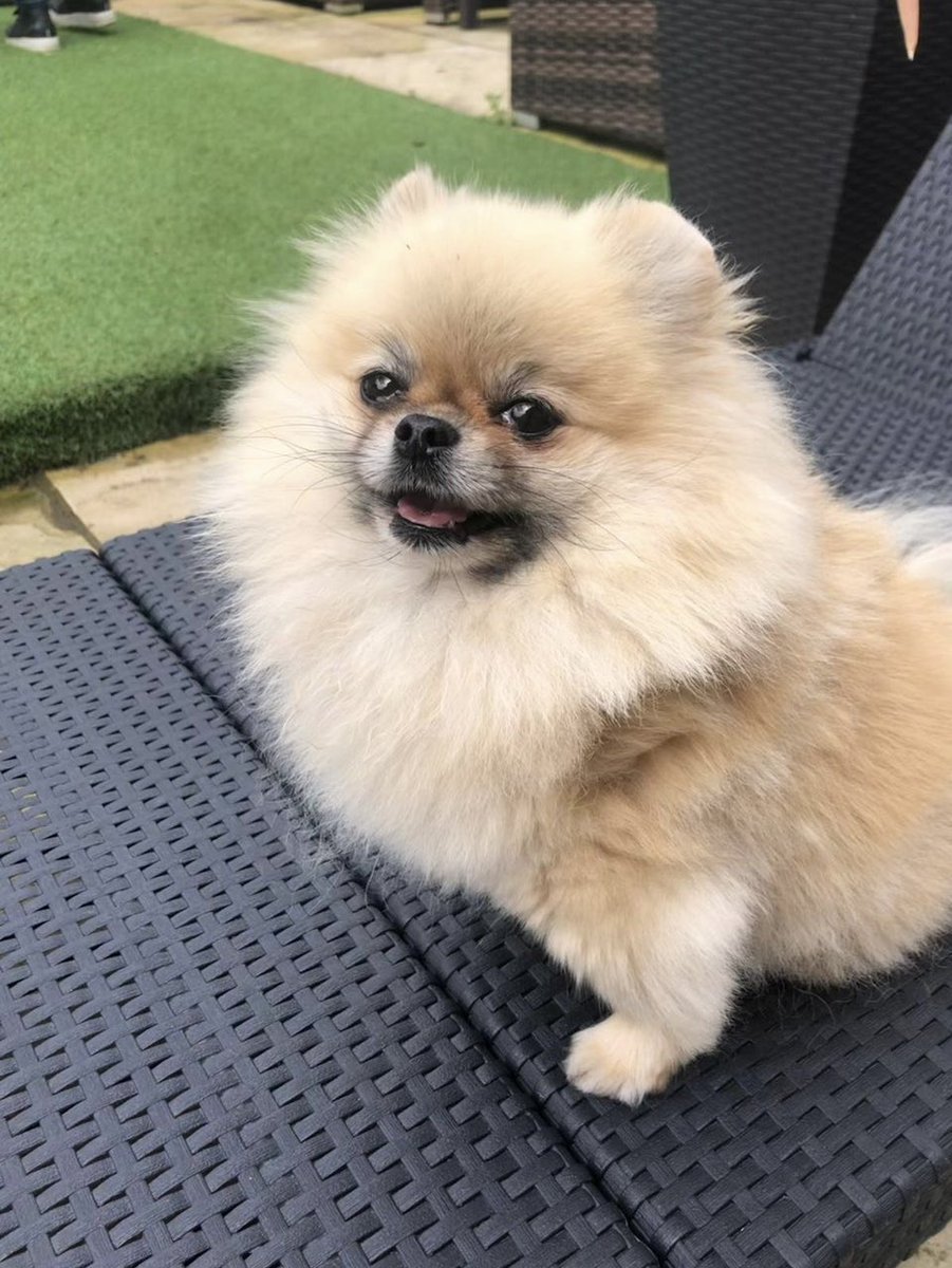 Victoria Stilwell tweet media