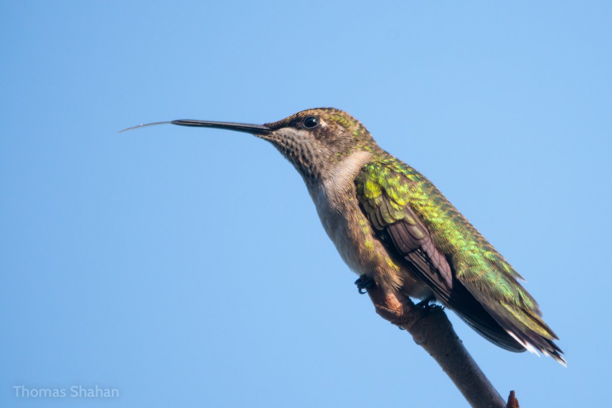 a few birds from yesterday morning - sniping from a shaded area w/ old tamron mirror lens 🫡

tufted titmouse, 
ruby-throated hummingbird, 
carolina chickadee, 
ruby-throat