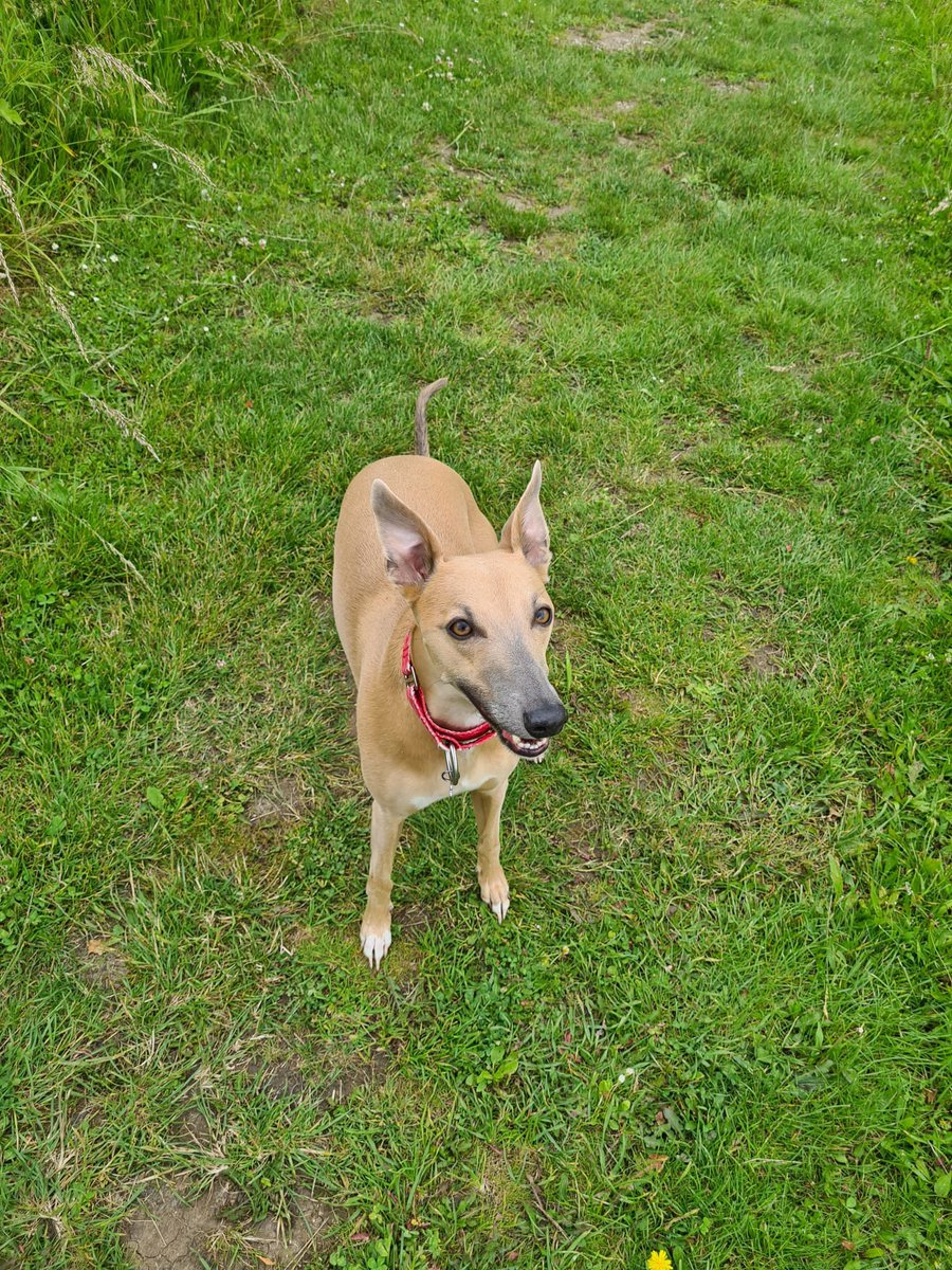 Zoe Atkinson tweet media