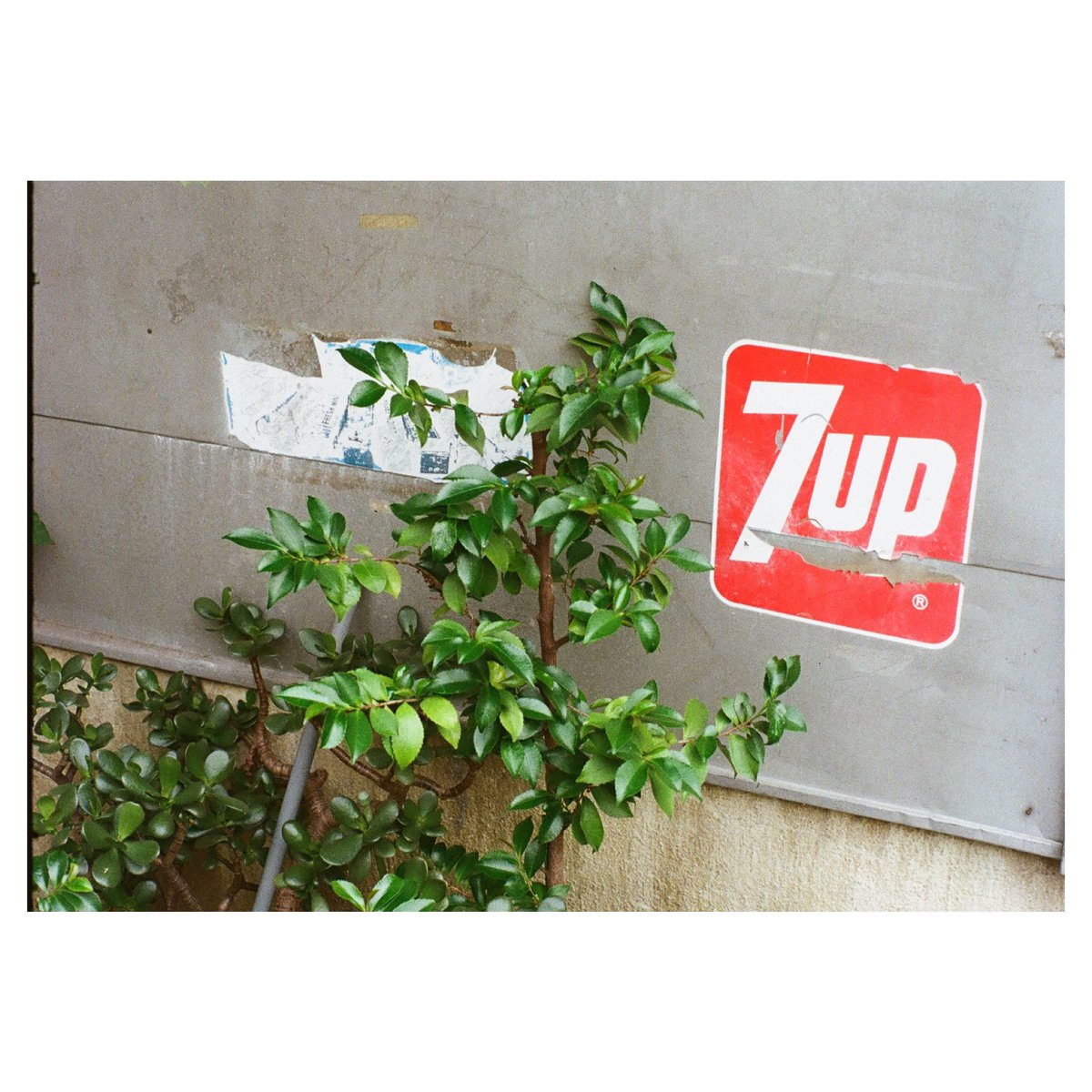 Shj3D's tweet photo. One-day Seven UP
#penfv #filmphotography https://t.co/gtlnhQaJCs