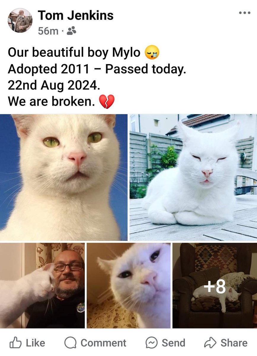 MyloStreet's tweet photo. Our beautiful Mylo is now resting forever. 😔💔😿 https://t.co/9RXK7s6hKD