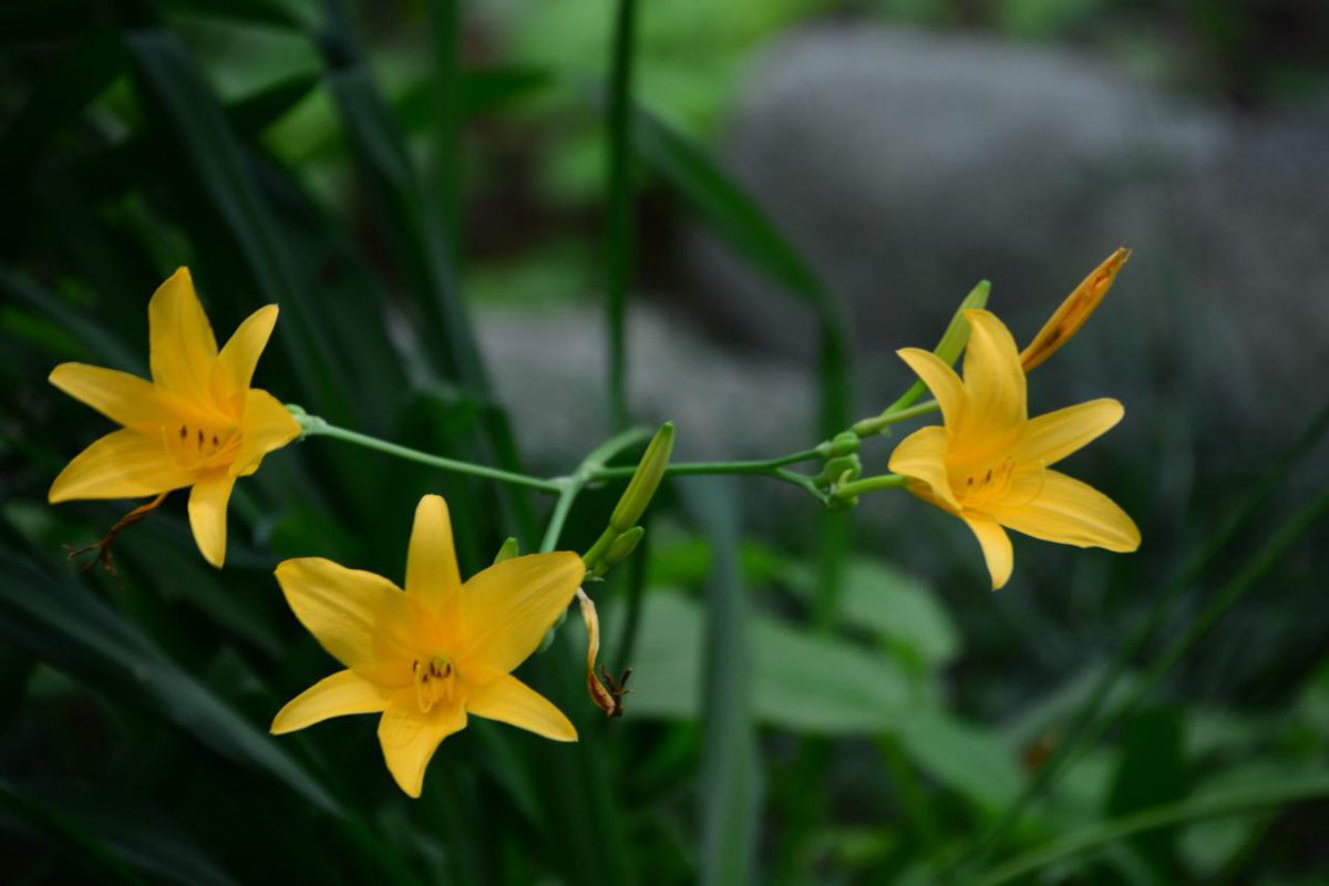 꽃과행복(맞팔100%) (@39cmahs) on Twitter photo 