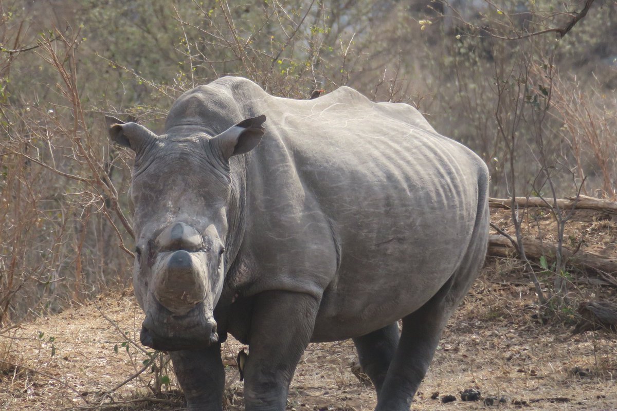 Kruger national Park