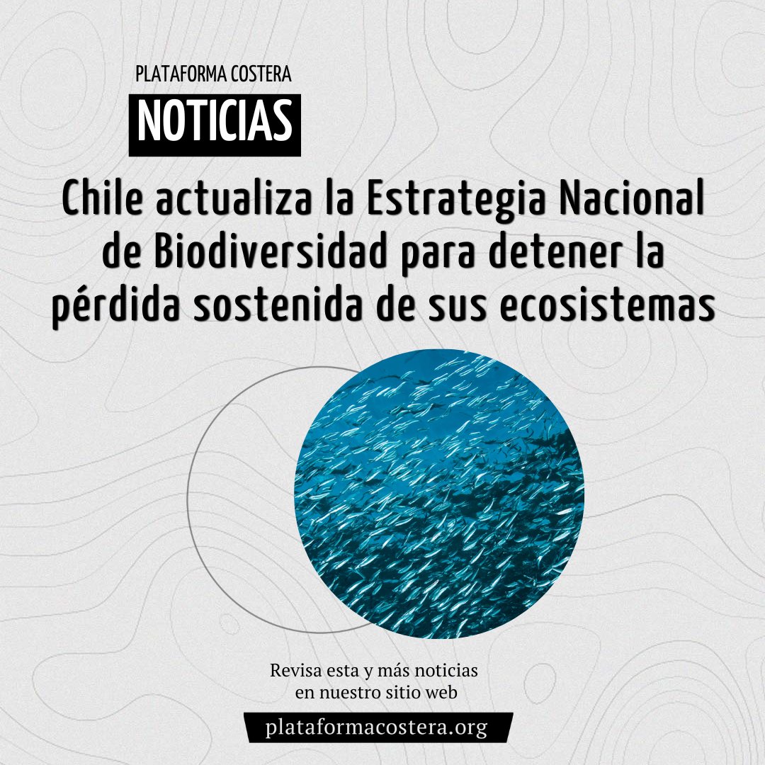 #Noticia 📰

Chile da un paso en la protección de su biodiversidad: nuestro país se encuentra en proceso de actualizar la Estrategia Nacional de Biodiversidad, alineándose con el acuerdo Kunming-Montreal.

👇
plataformacostera.org/noticias/chile…

#BiodiversidadChile #Conservación #Naturaleza