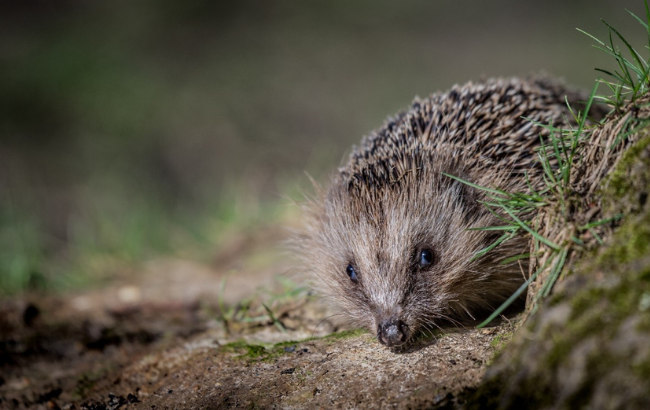 Natural England East Midlands (@neeastmidlands) on Twitter photo 🦔 Hedgehog populations are in decline. But there's hope! 🌟
The National Hedgehog Monitoring Programme is a world-first project combining AI and volunteers to track and protect our beloved garden visitors, with funding from <a href="/NaturalEngland/">Natural England</a>.
Read more: defraenvironment.blog.gov.uk/2024/08/22/wor… 🦔 Hedgehog populations are in decline. But there's hope! 🌟
The National Hedgehog Monitoring Programme is a world-first project combining AI and volunteers to track and protect our beloved garden visitors, with funding from <a href="/NaturalEngland/">Natural England</a>.
Read more: defraenvironment.blog.gov.uk/2024/08/22/wor…